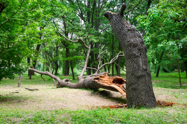 Trusted Wheatland, CA Tree Care Experts