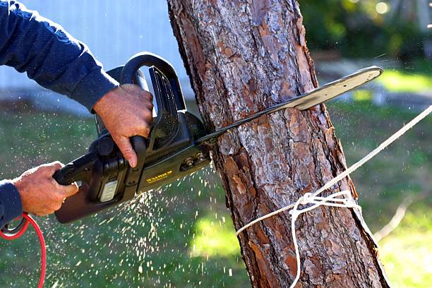 Leaf Removal in Wheatland, CA