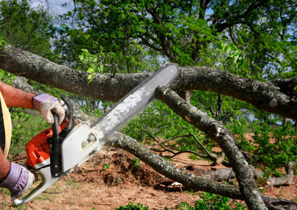 Best Arborist Consultation Services  in Wheatland, CA